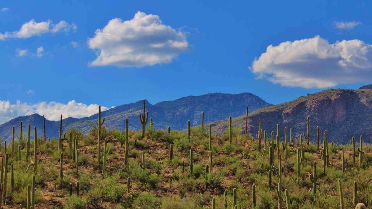 The Sonoran Desert In Arizona